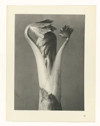 Étude de plante (Urformen der Kunst)