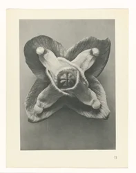 Étude de plante (Urformen der Kunst)