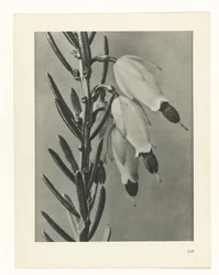 Étude de plante (Urformen der Kunst)