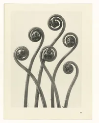 Étude de plante (Urformen der Kunst)