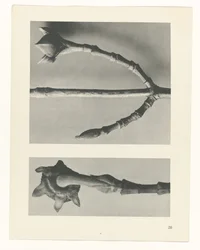 Étude de plante (Urformen der Kunst)