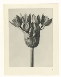 Étude de plante (Urformen der Kunst)