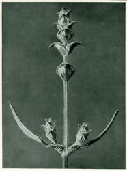 Salvia, 1929