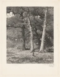 Une clairière en forêt