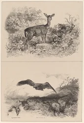 Biche, Aigle