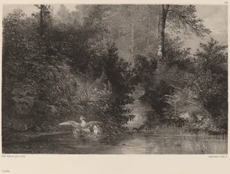 Canards