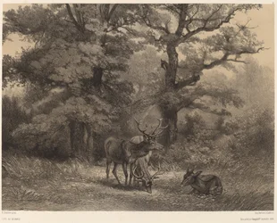 Cerfs au gagnage