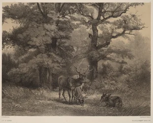 Cerfs au gagnage