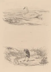 Cygne, héron