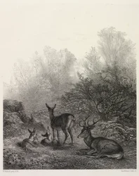 Cerf au repos