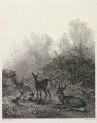 Cerf au Repos