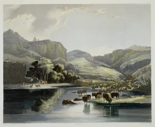 Troupeaux de bisons et d