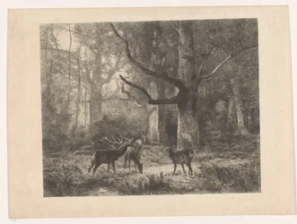 Cerfs dans une forêt