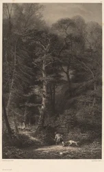 Intérieur de forêt