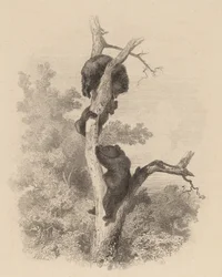 Les Ours, 1858-1874