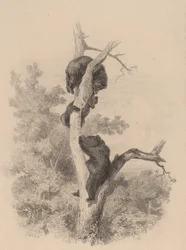 Les ours