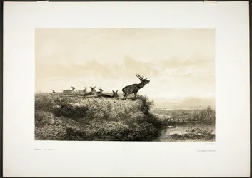 Le matin : Cerfs et biches