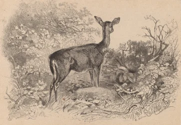 Une biche