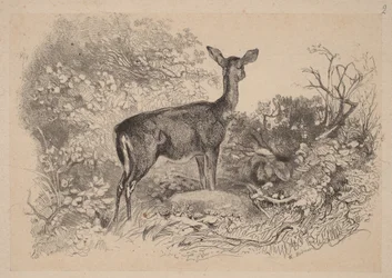 Une biche
