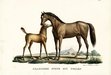 Cheval arabe avec volaille, 1824