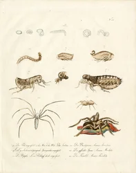 Arachnides et stades de développement des insectes (imprimé)