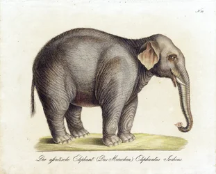 Éléphant d