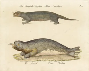 Loutre de rivière brésilienne et phoque commun (impression)