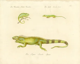 Caméléon, gecko et iguane (imprimé)