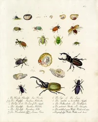 Diverses espèces de coléoptères et leurs stades de développement (imprimé)