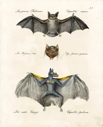Espèces de chauves-souris européennes (imprimer)