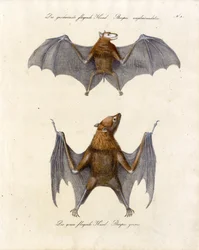 Renards volants (impression)