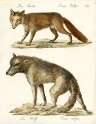 Le renard et le loup (imprimé)