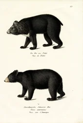 Ours noir de l