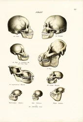 Crânes humains, 1824