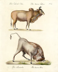 Zébus et aurochs indiens (imprimé)