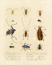 Longicorne et espèces apparentées (imprimé)