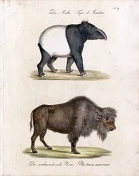 Tapir malais et bison d