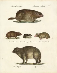 Marmotte et autres rongeurs (impression)