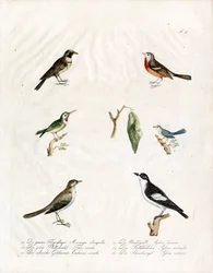 Oiseaux chanteurs indigènes (imprimé)