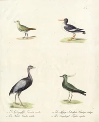 Oiseaux échassiers et coureurs indigènes (imprimé)