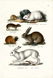 Lièvre Ogotona, 1824