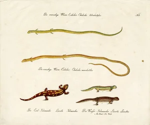 Salamandres et scinques (imprimé)