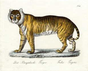 Le tigre du Bengale (imprimé)