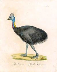 Le Cassowary (impression)