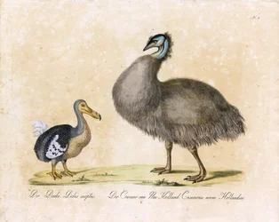 Le Dodo et le Cassowary de Nouvelle Hollande (imprimé)
