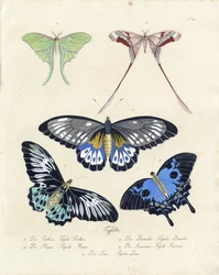 Papillons tropicaux (impression)