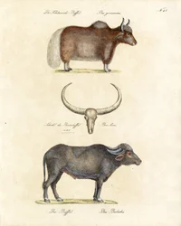 Diverses espèces de buffles (impression)