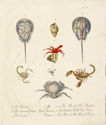 Divers crustacés et créatures marines (imprimé)