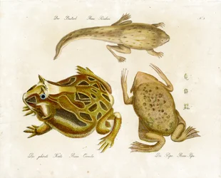 Diverses espèces de grenouilles (impression)