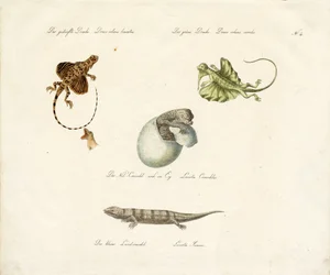 Diverses espèces de lézards (impression)